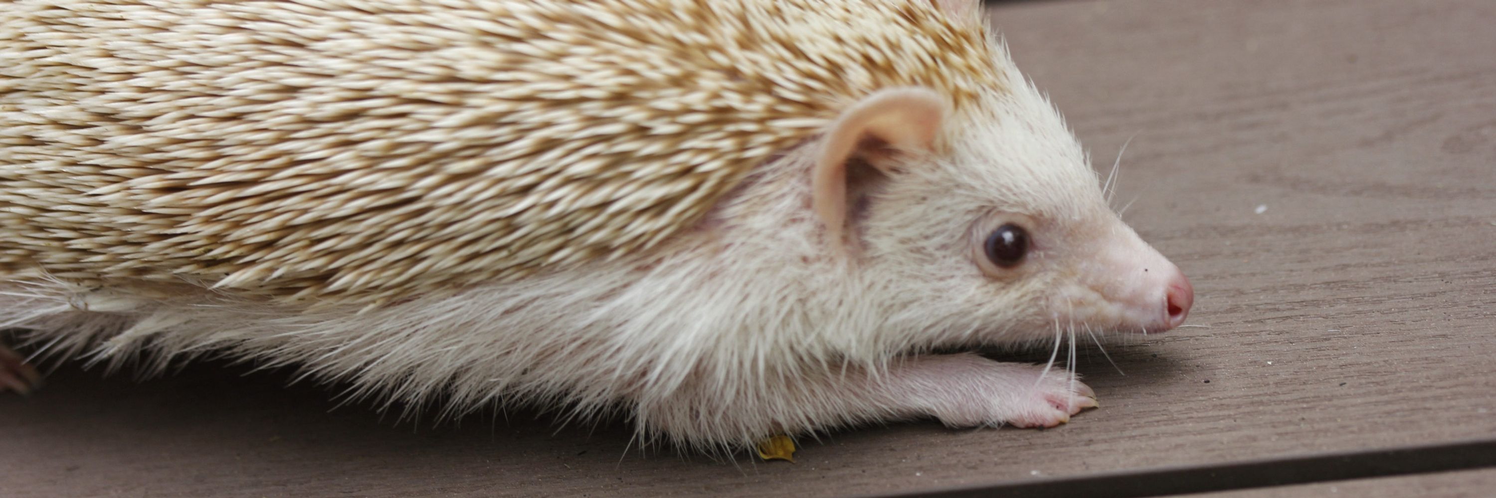 🦔hedgie