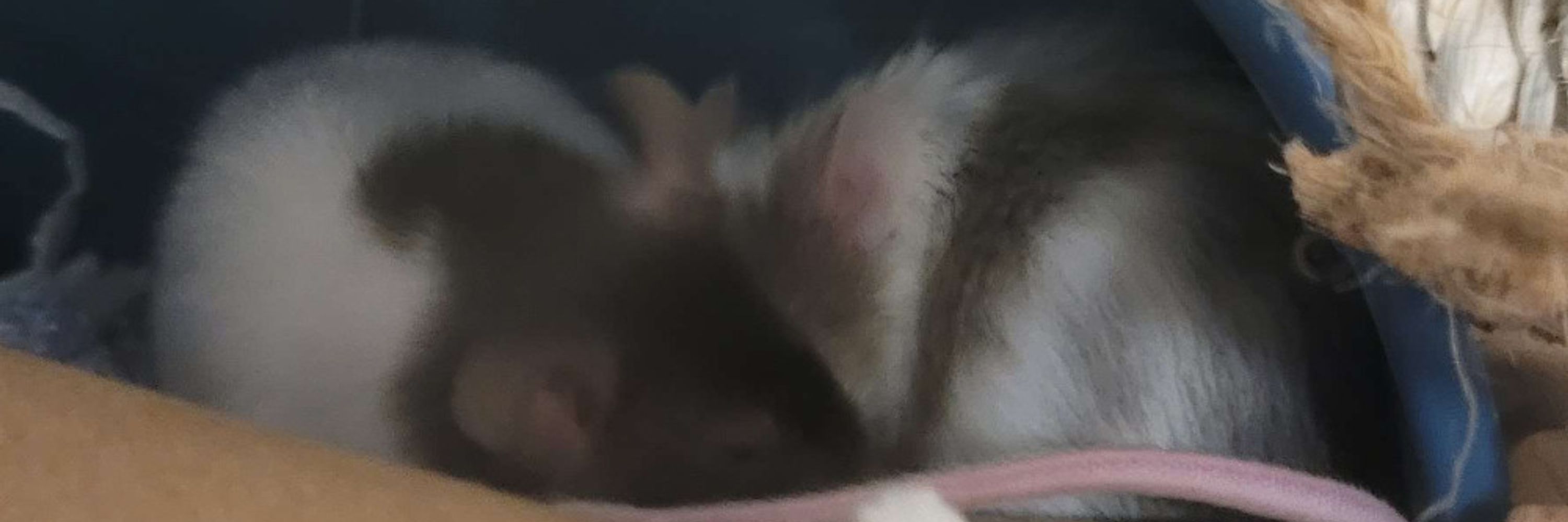 Daily Mouse Pics