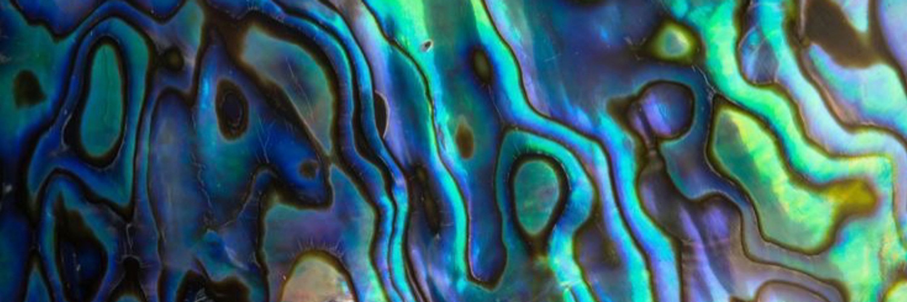Abalone