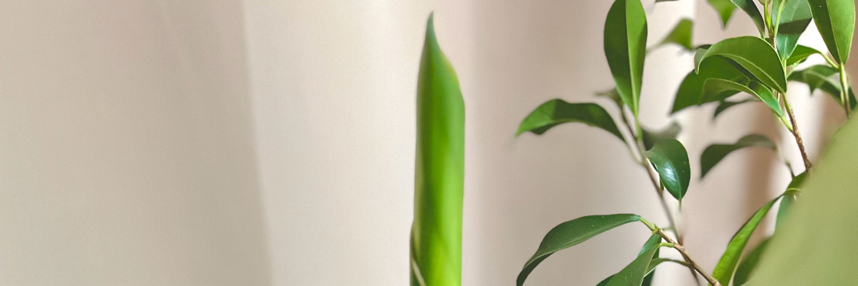 たすく