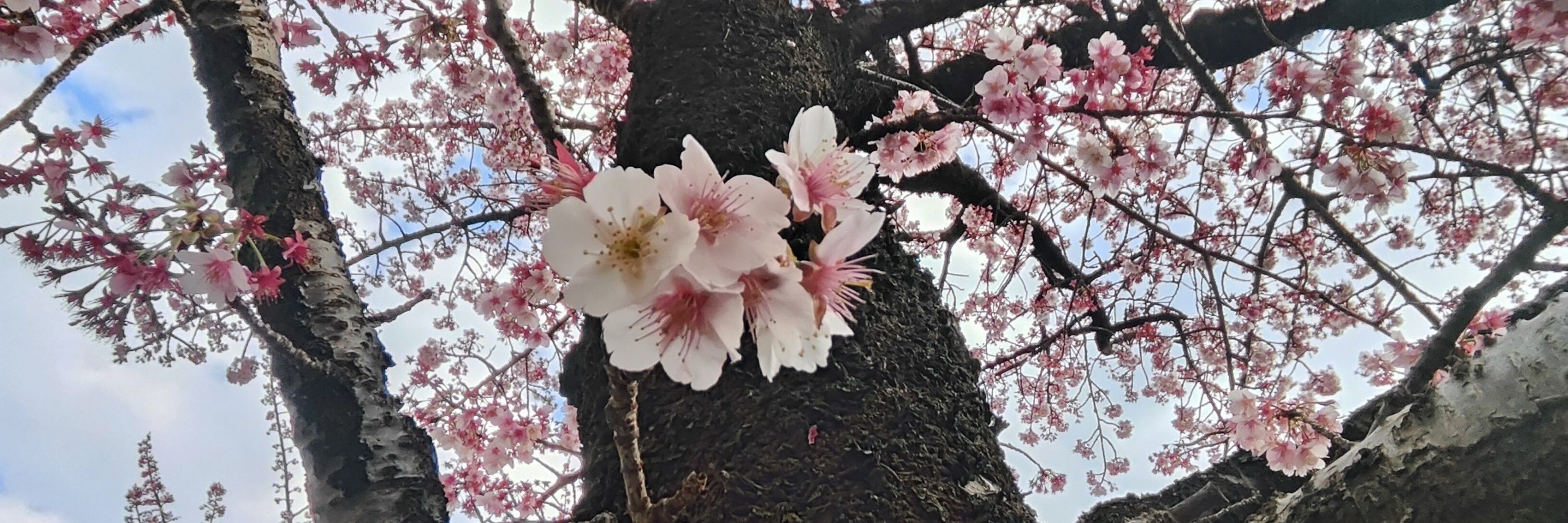 ナラクbabaero