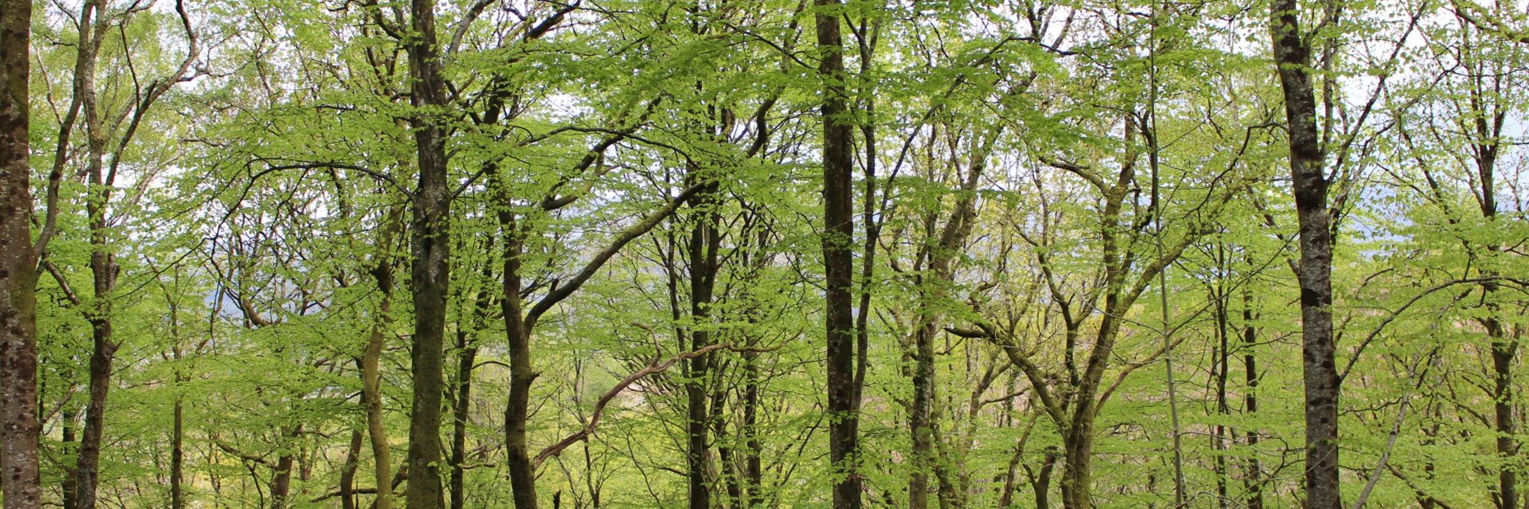 Powys Green Guide / Arweinlyfr Gwyrdd Powys