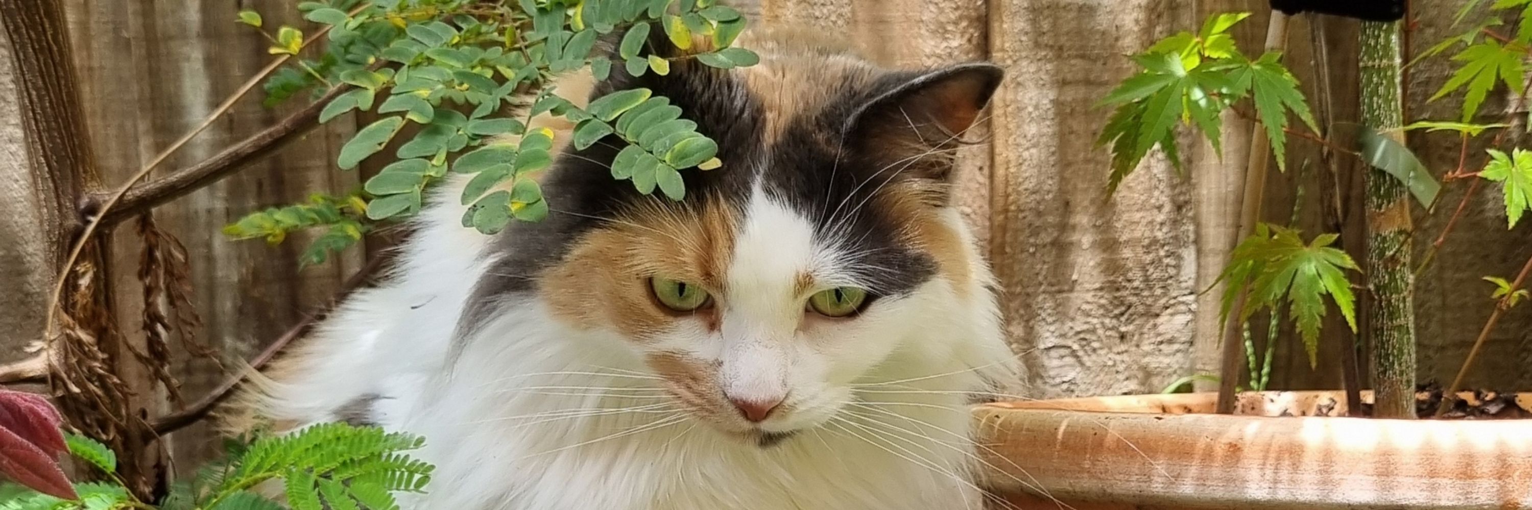 Holly