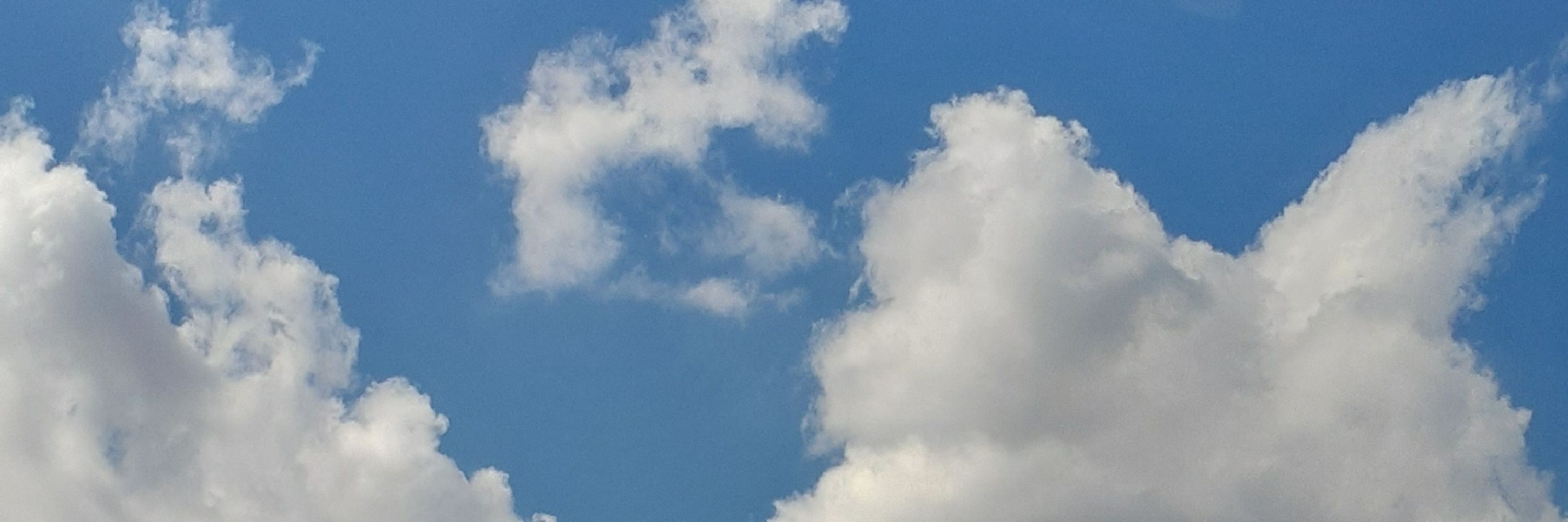 巳茶