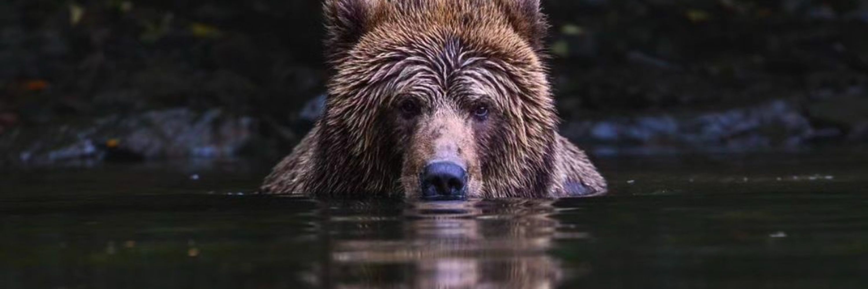 JayBear