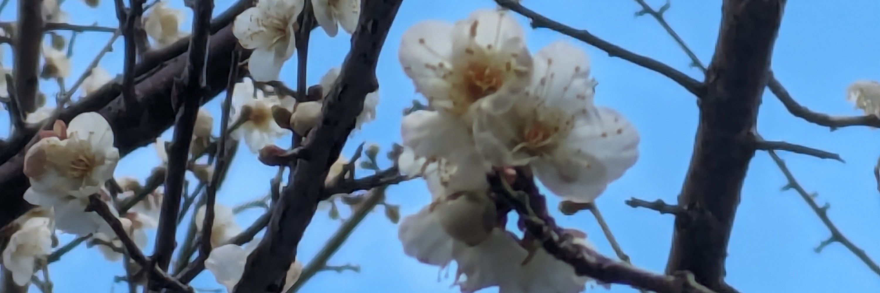 原