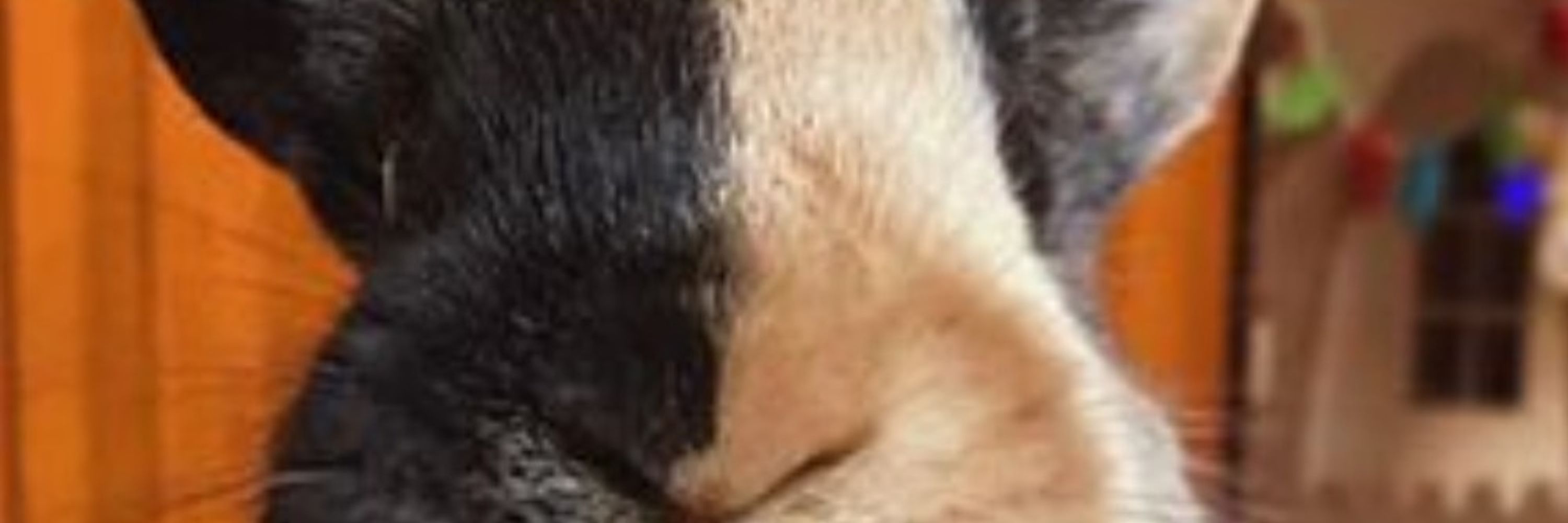 Incorporeal Rabbit