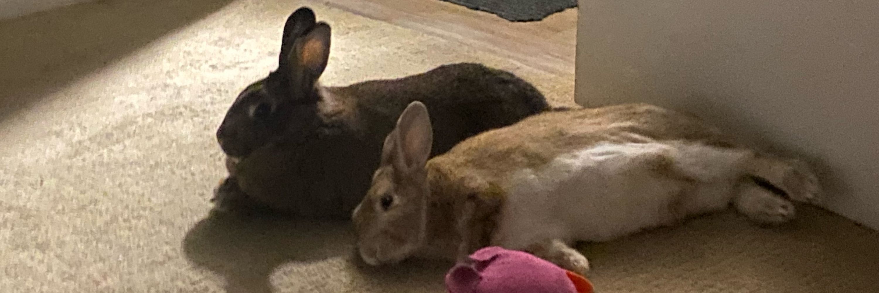 art / fluffletown 🐰 2 buns 24/7 @ twitch.tv/fluffletown 🐰