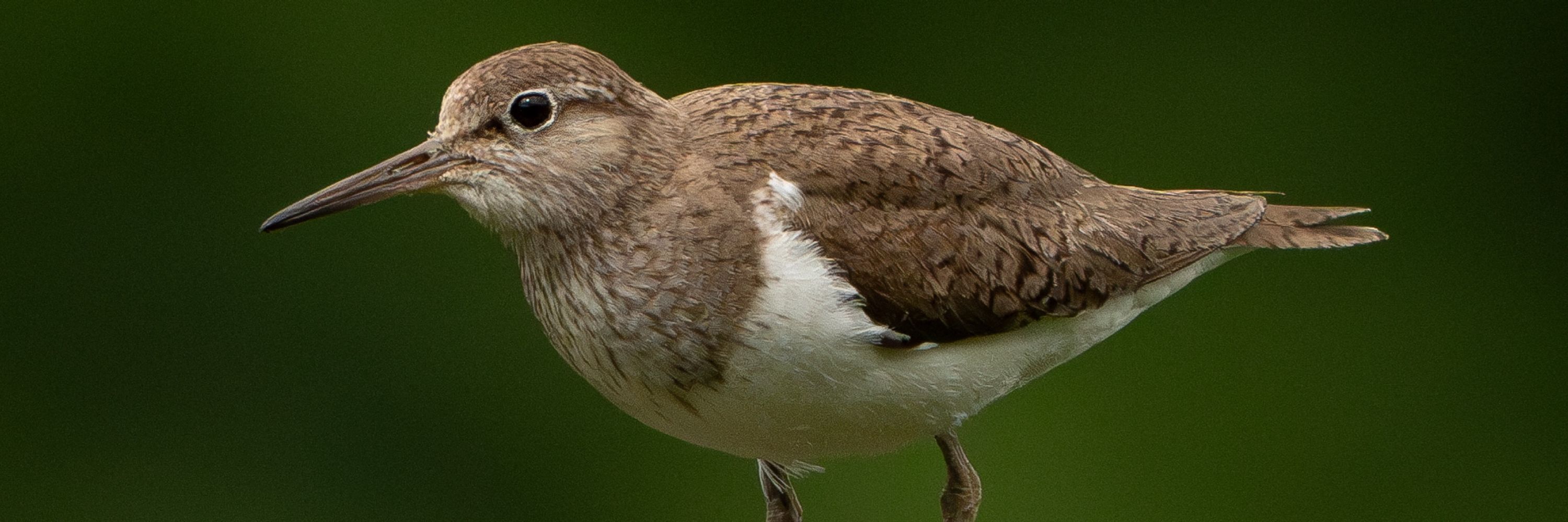 Sheffield Bird Study Group