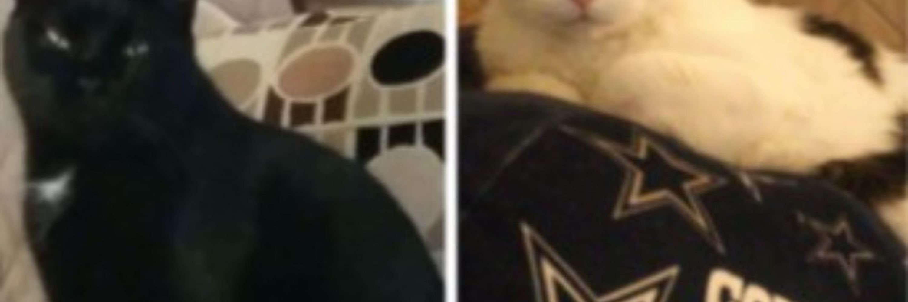KittyCass