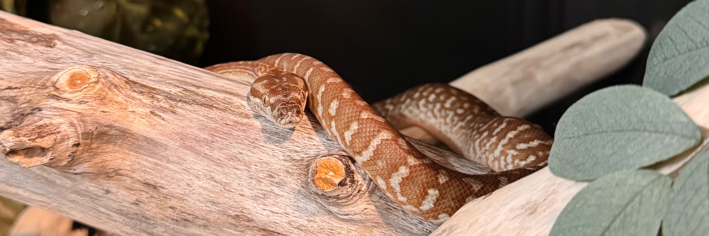 nadi🐙