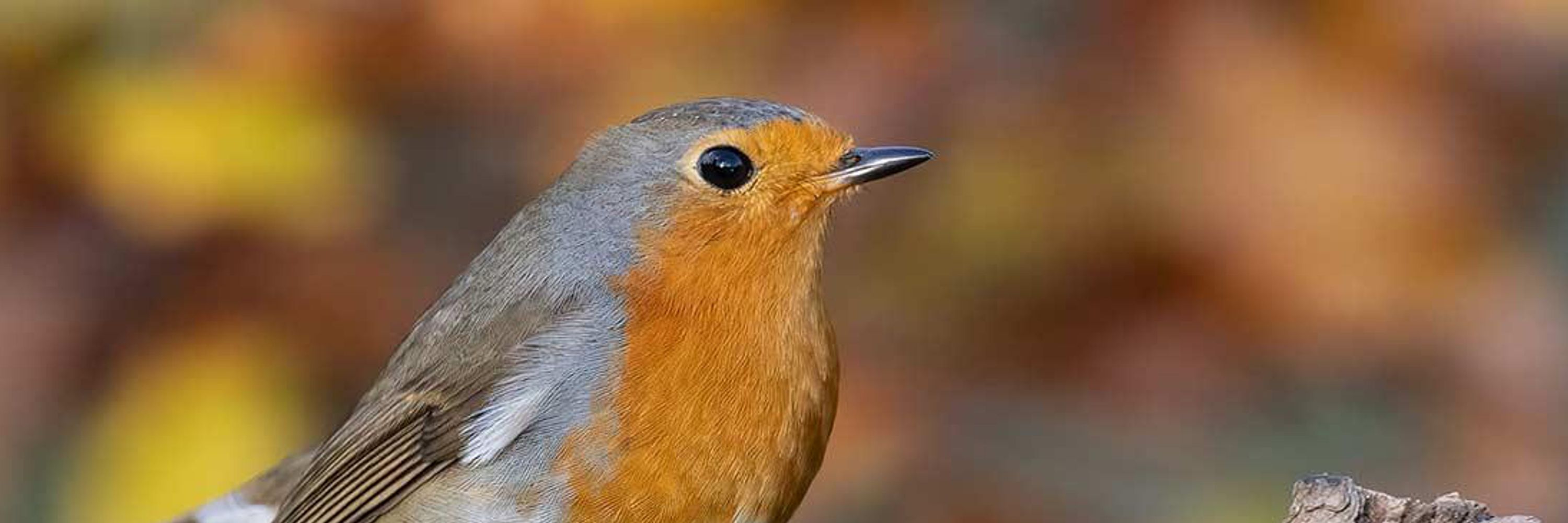 BirdLife Schweiz
