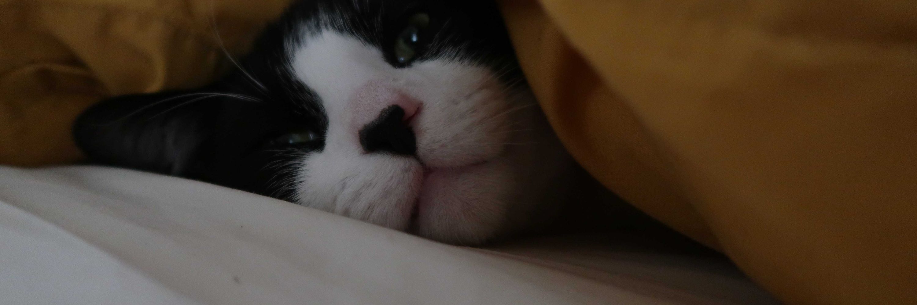 🖤oreo de rolo - first of his name - harbingus of darkness🖤