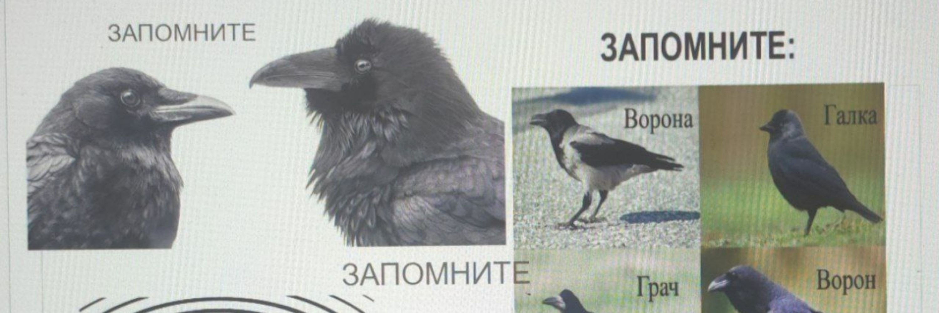 wolf who is a crow || phasellus