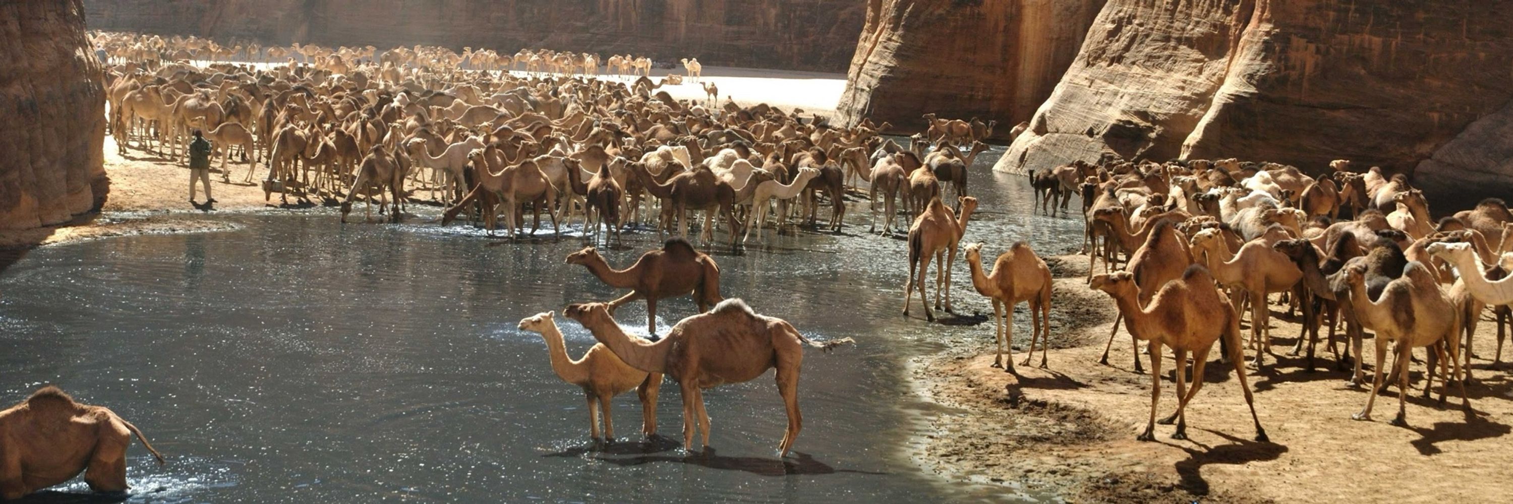  🐪