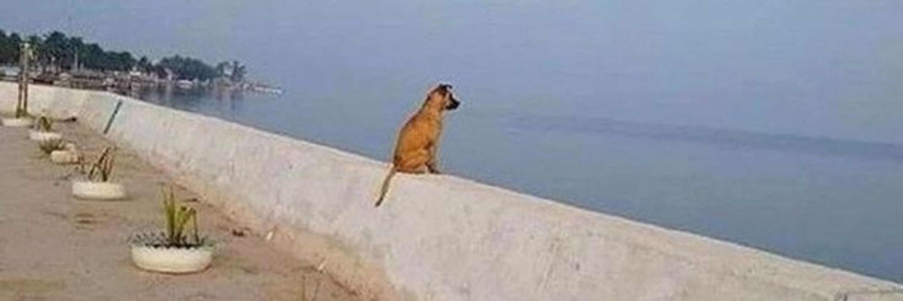 cachorros fazendo cachorrices