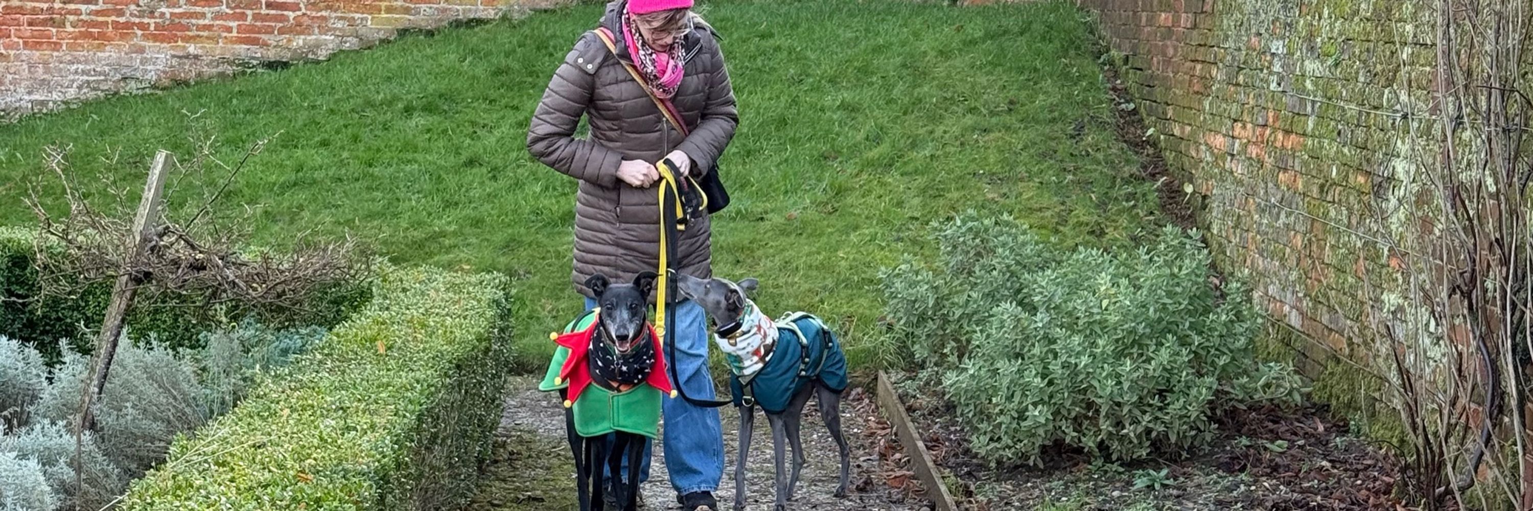Insight Hounds