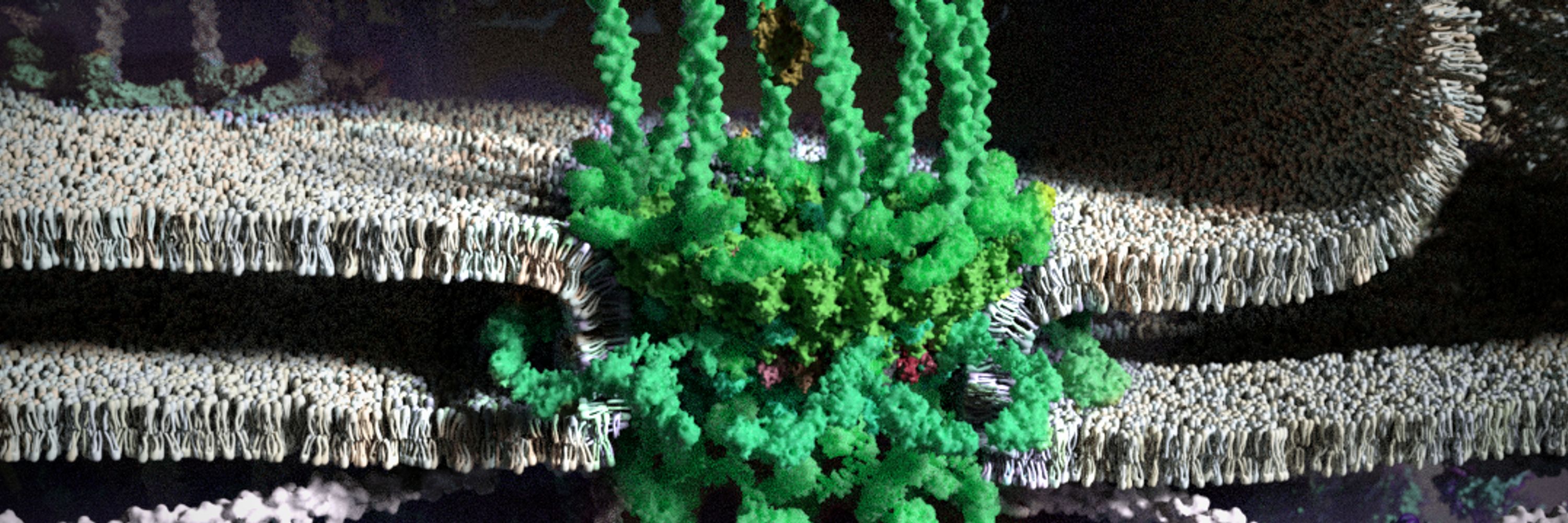 Ribosome Studio