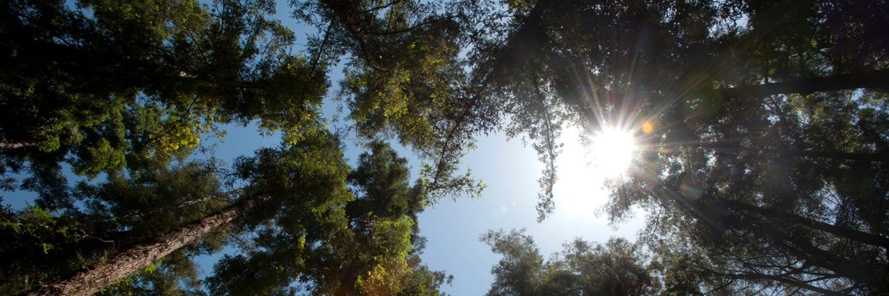 UC Davis College Agricultural and Environmental Sciences