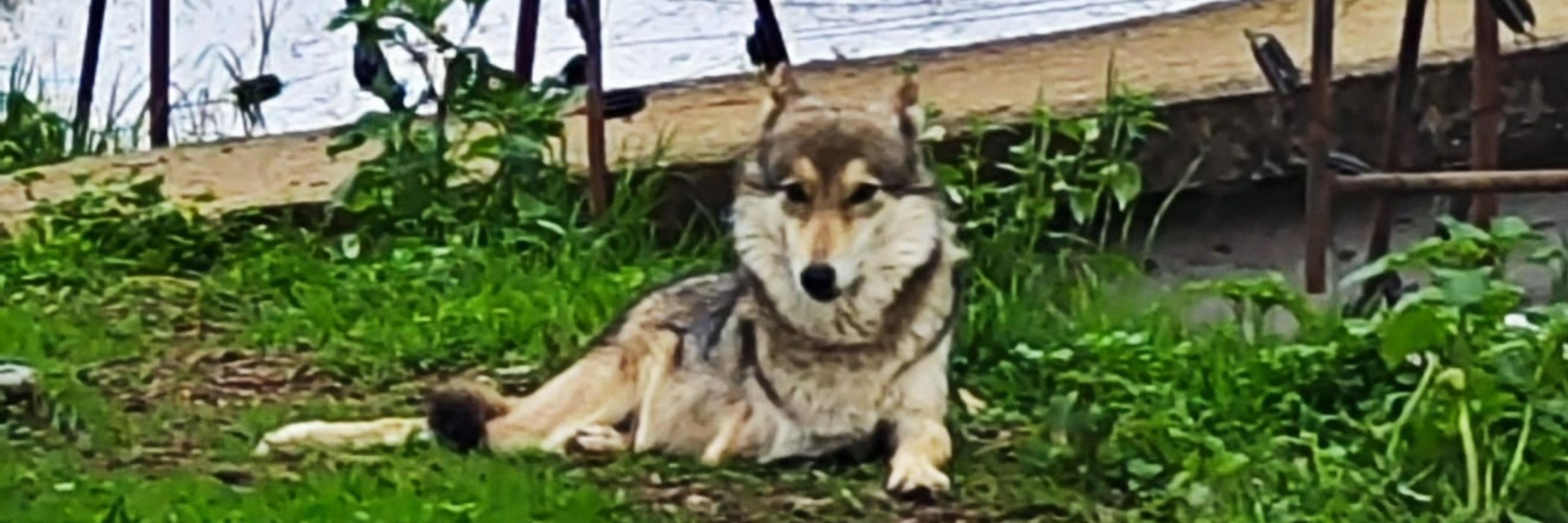 Haruki Fox