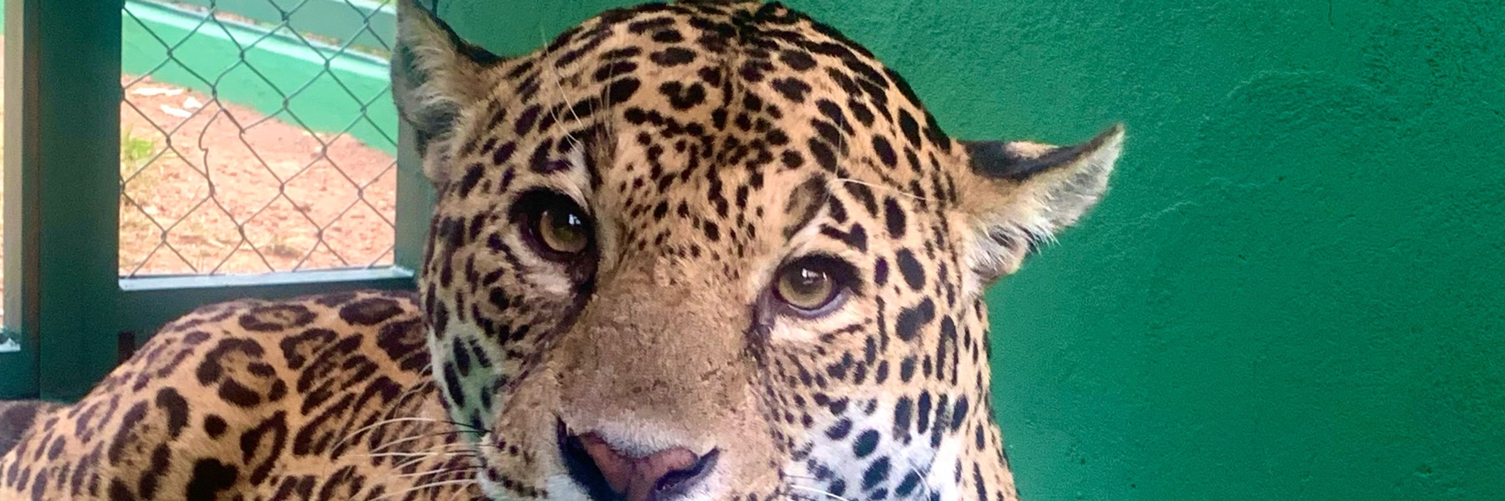 sertralinda