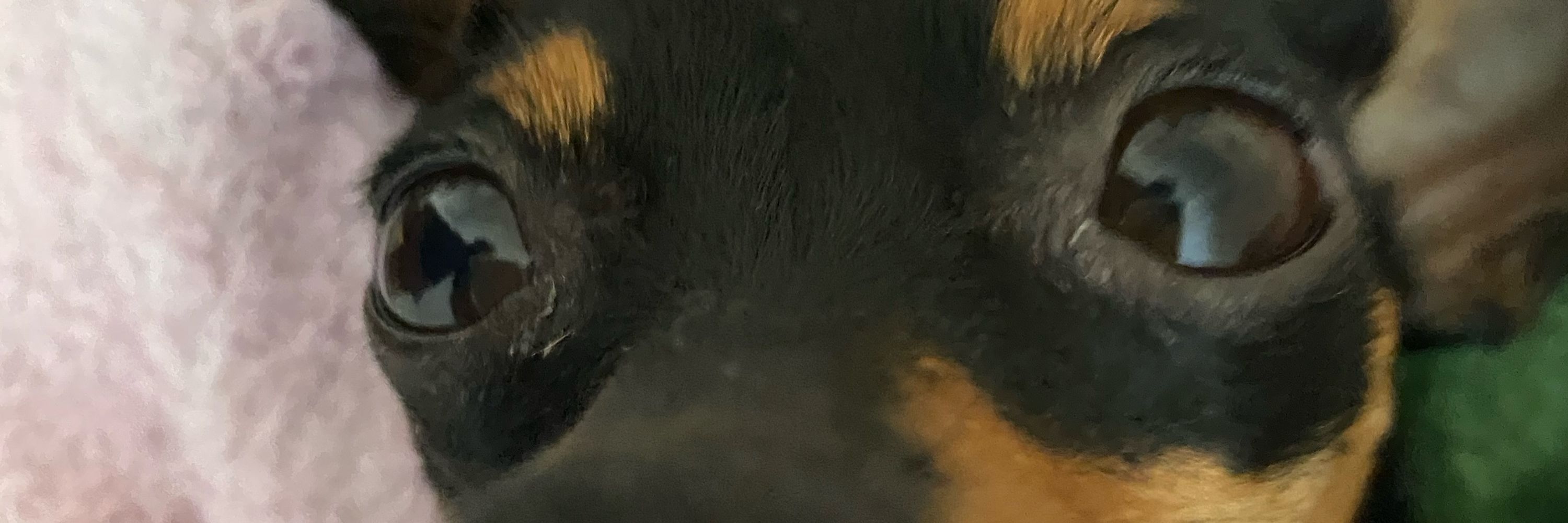 Bia