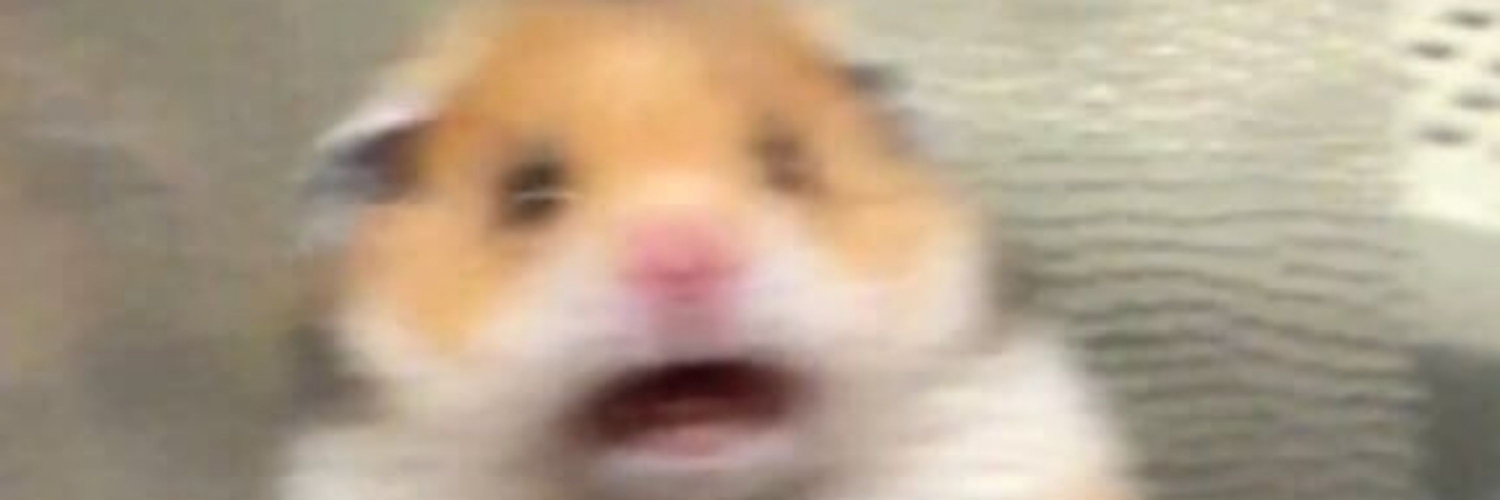 🐺🐰🐷🐰🥟🐿️🐥🐶🦊