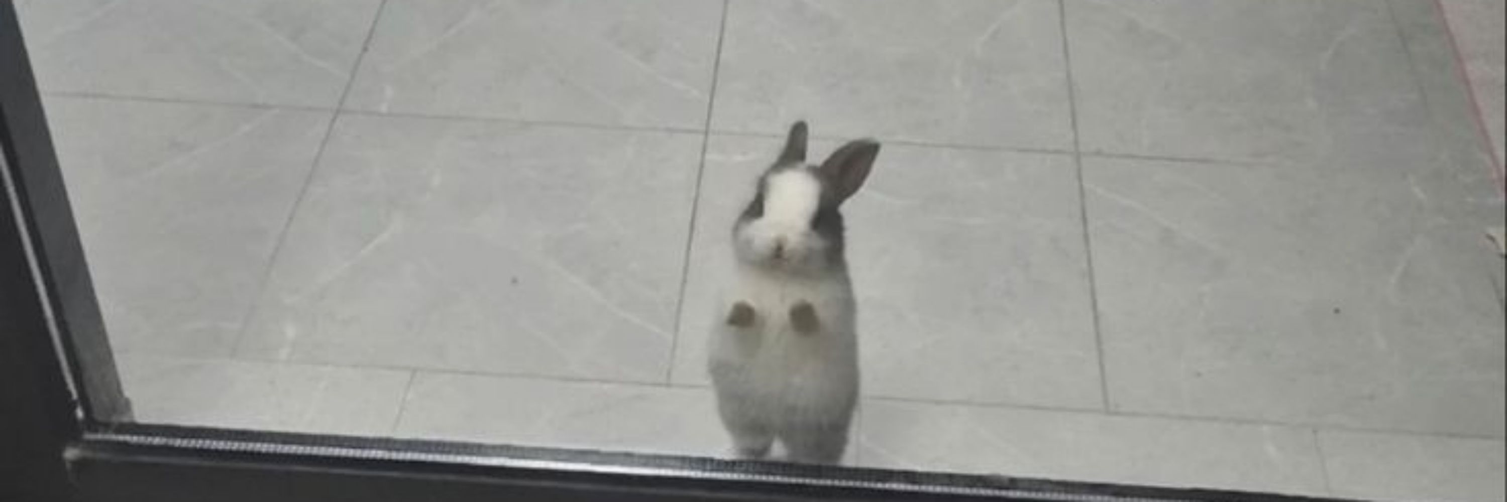 manuzita who? 🐇🦇