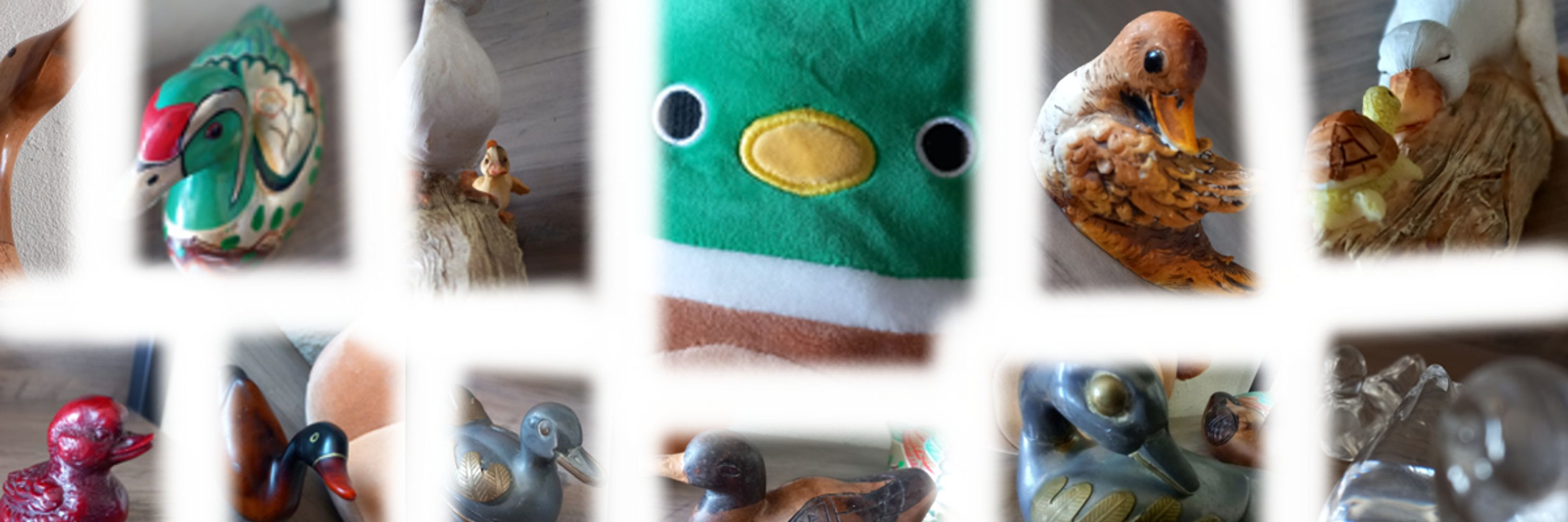 AlgenTheDuckShivei