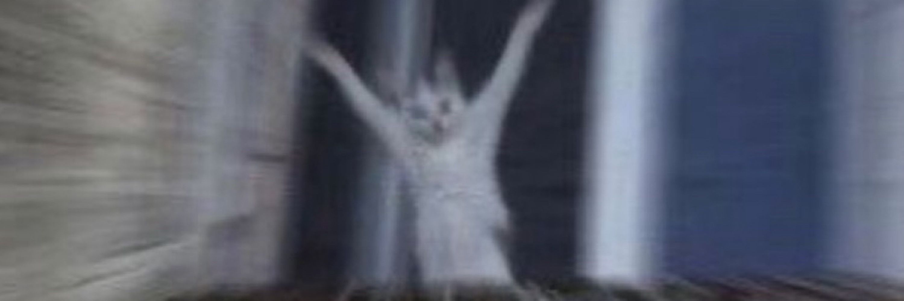 ari