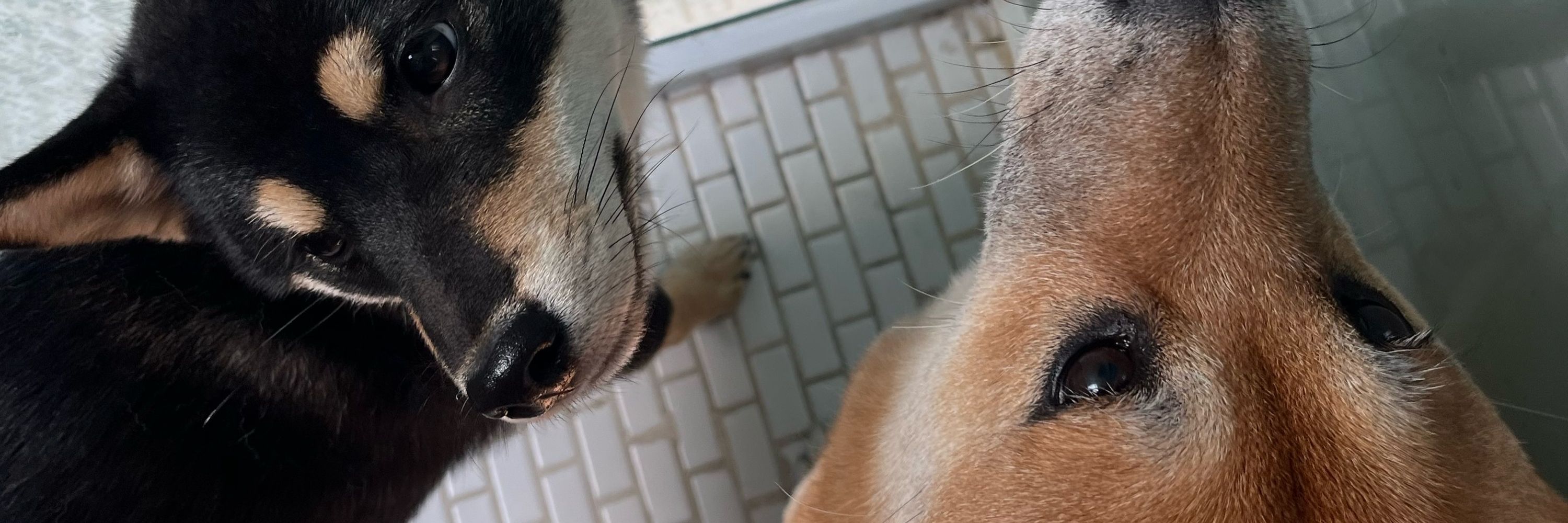 Cão Menor
