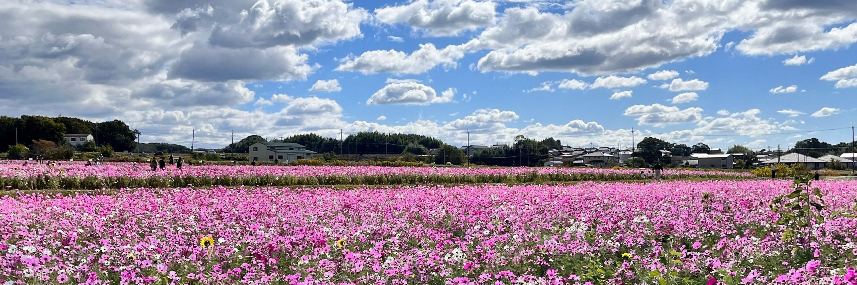 しゃけこ