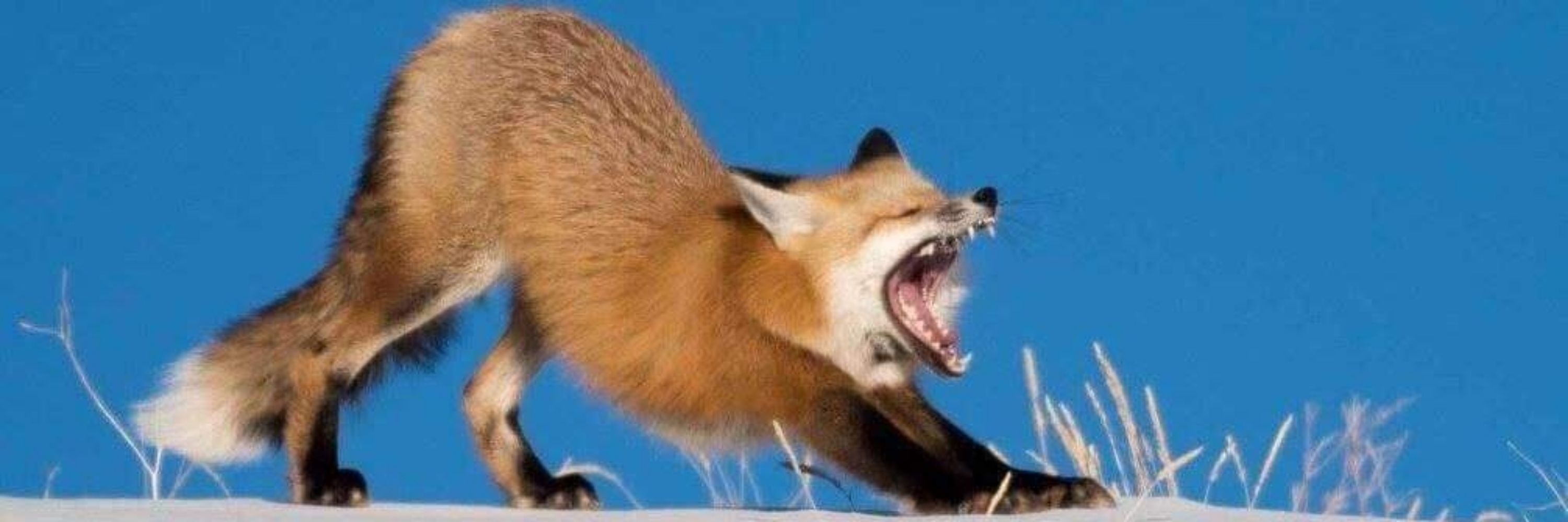 Azure fox