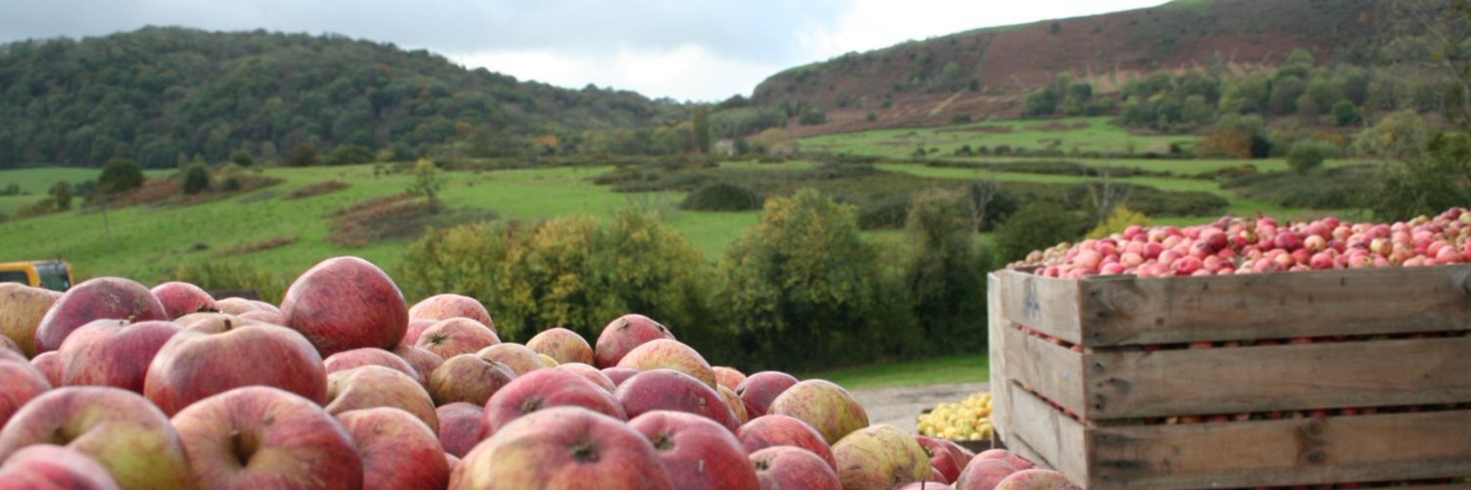 Hogan’s Cider
