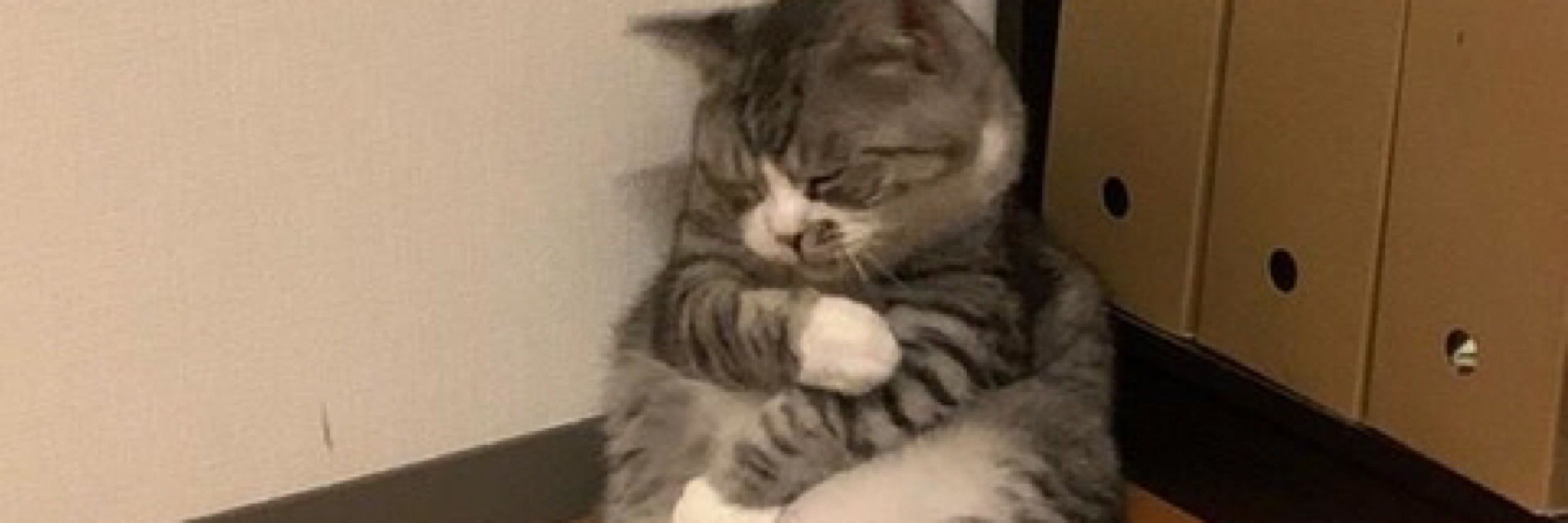 しら