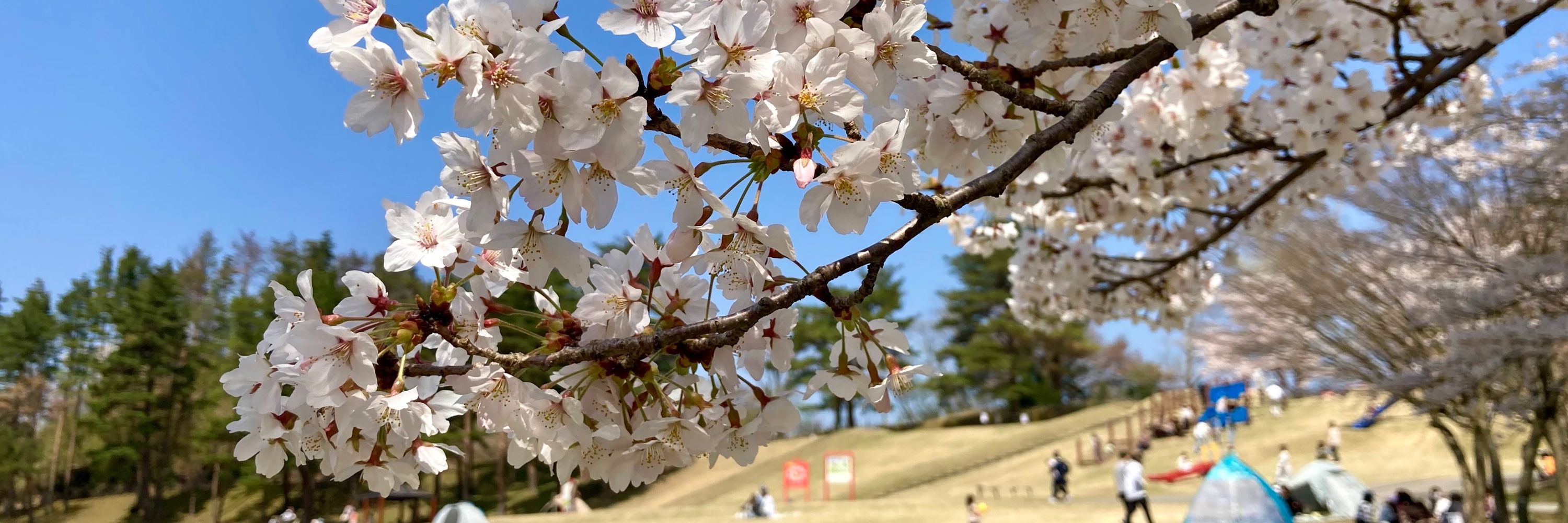 たかはぎ / めし