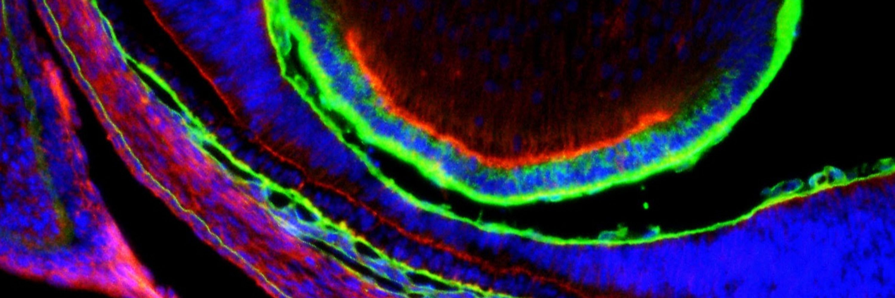 Center for Craniofacial Molecular Biology of USC