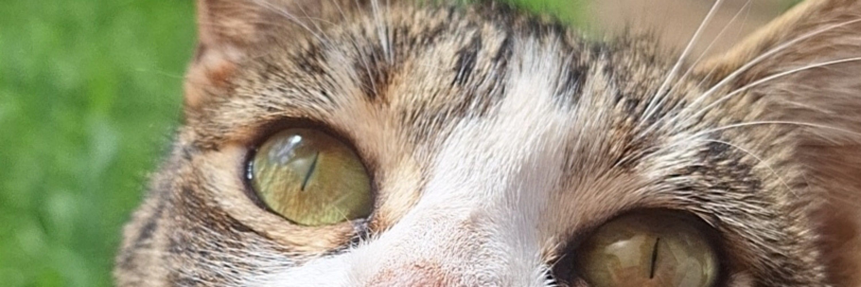 ju