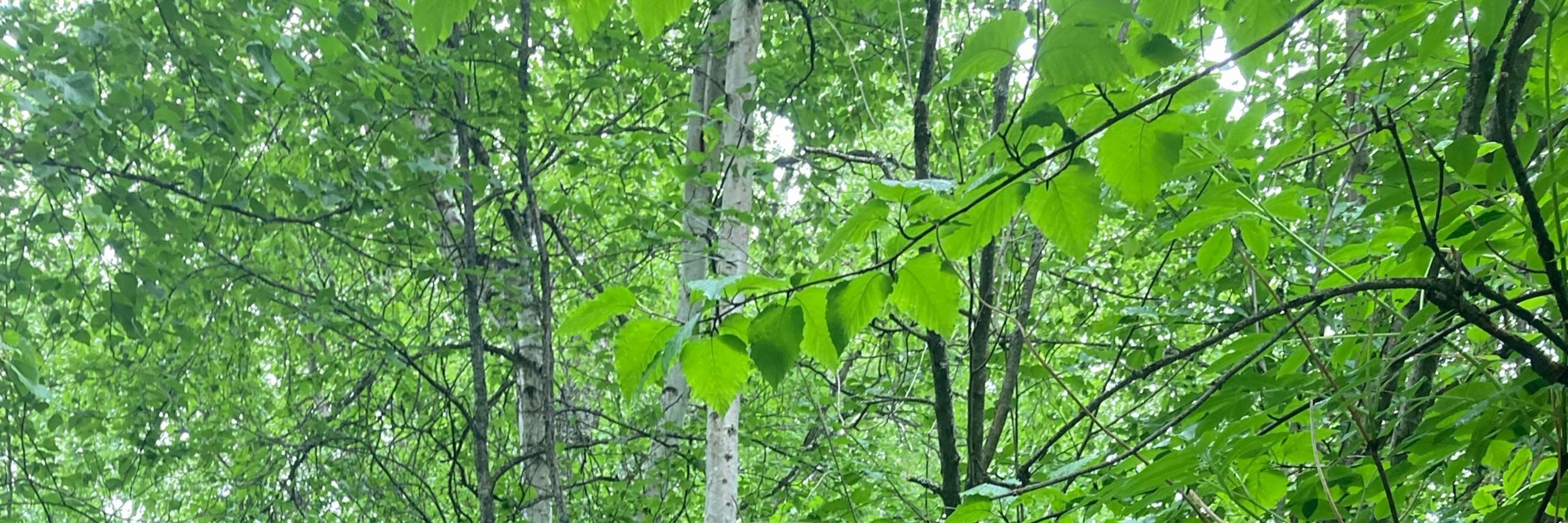 Spruce 🌿