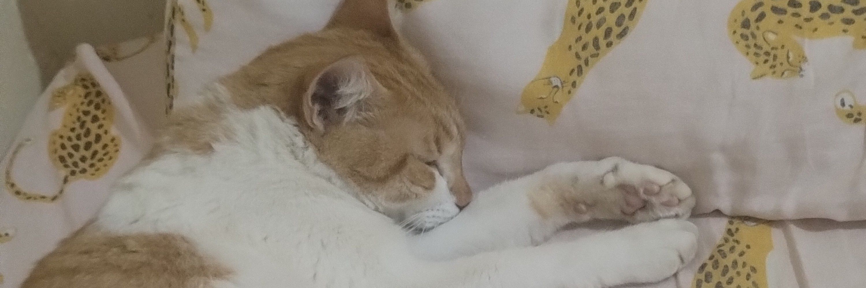 miau