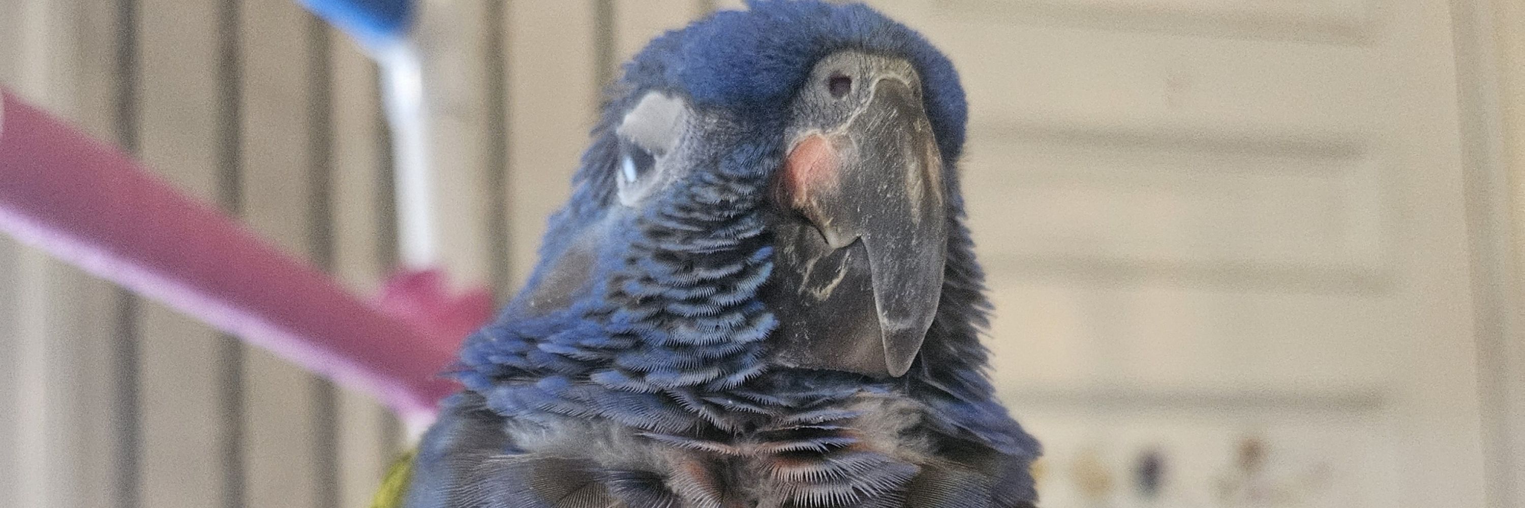 Berry