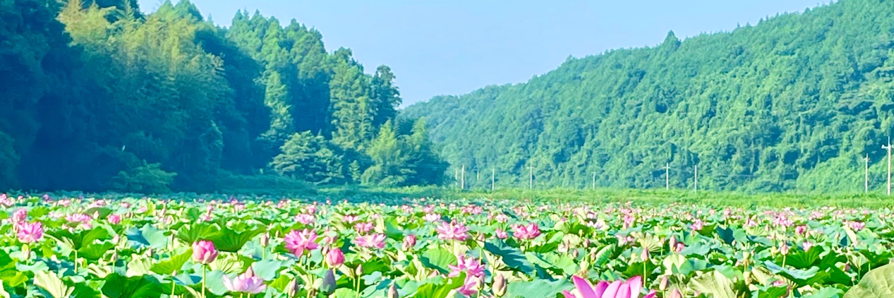 愁れいか