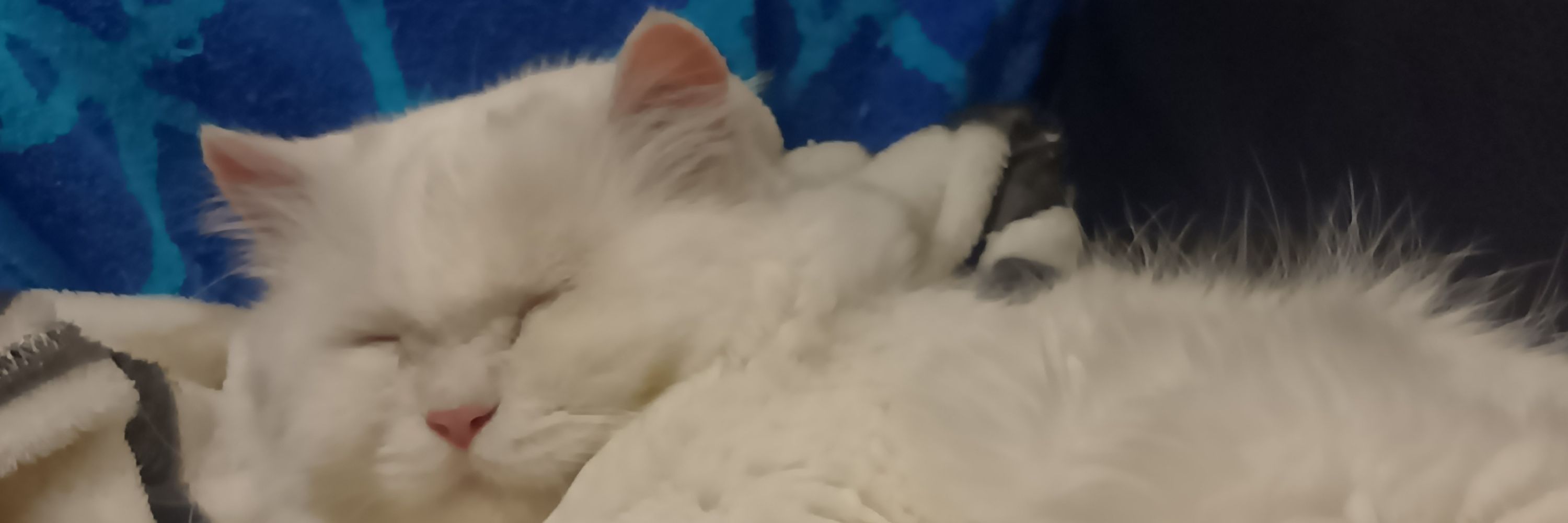 猫タイマー休止中