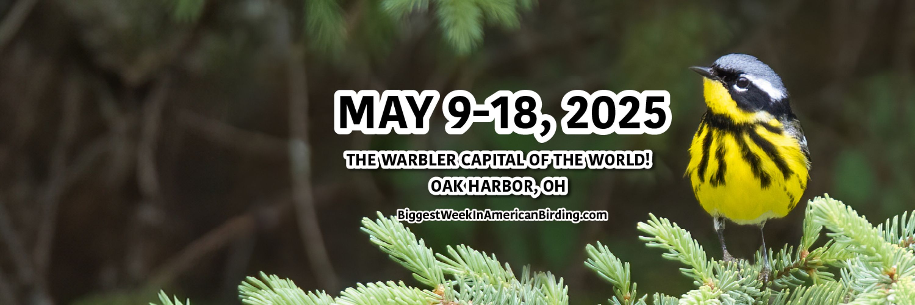 The Biggest Week In American Birding