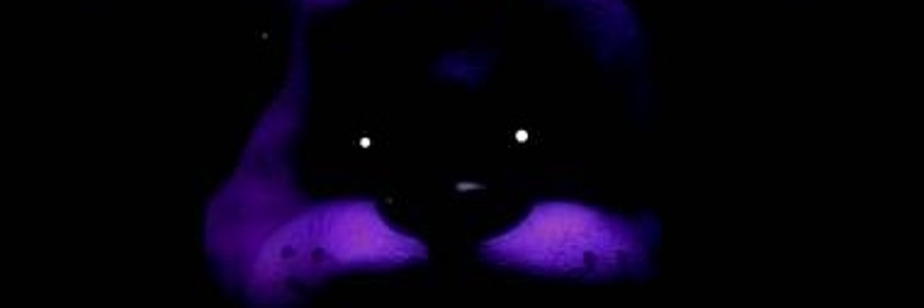 Shadow Freddy