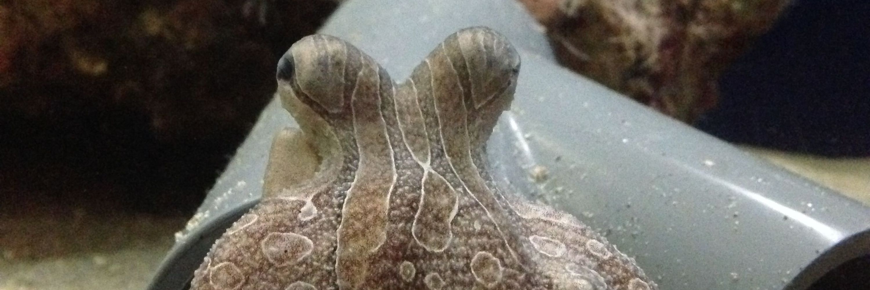 Hapalochlaena Lunulata 🍁🦜🐤🐙 🇺🇦