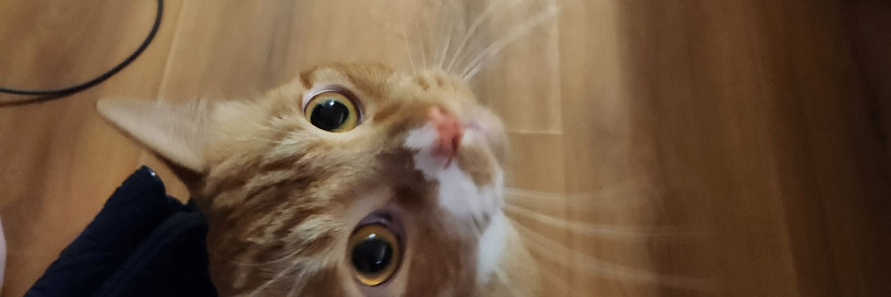 hoon
