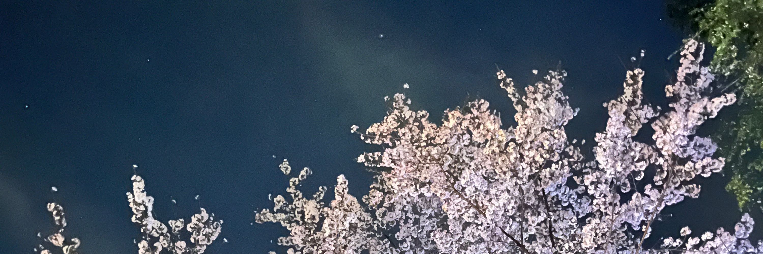 汐