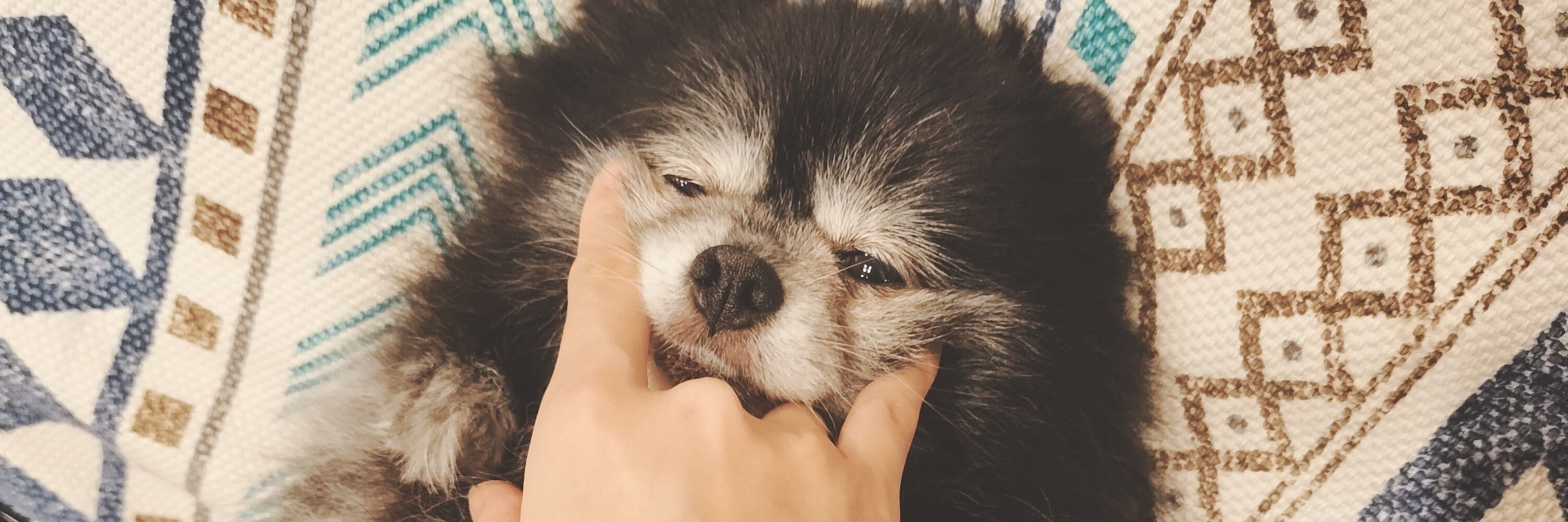 めこ