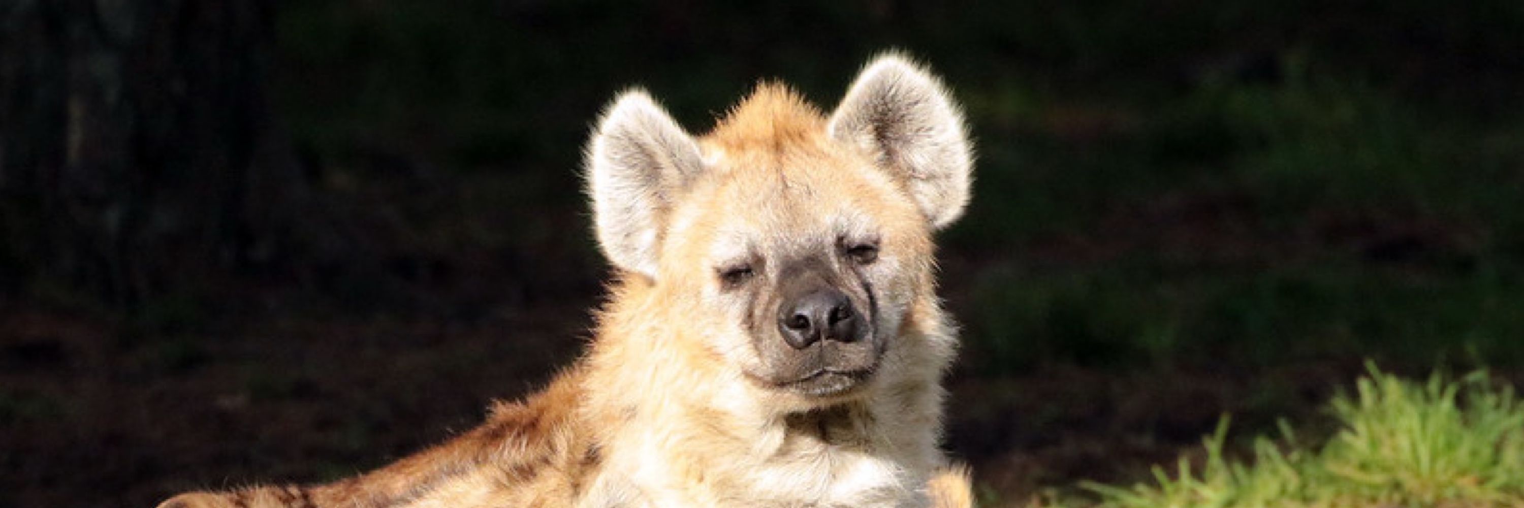 🍉 The Yeeninator 🇨🇦